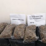 Kemenhut Gagalkan Perdagangan 165 Kg Sisik Trenggiling yang Dilindungi